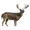 Deadnuts Outdoors Broadside Whitetail 2D Archery Target - Deadnuts Outdoors