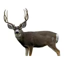 Deadnuts Outdoors Broadside Mule Deer 2D Archery Target - Deadnuts Outdoors