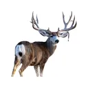 Deadnuts Outdoors Quartering Away Mule Deer 2D Archery Target - Deadnuts Outdoors