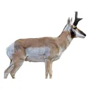 Deadnuts Outdoors Broadside Pronghorn 2D Archery Target - Deadnuts Outdoors
