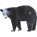 Deadnuts Outdoors Broadside Black Bear 2D Archery Target - Deadnuts Outdoors