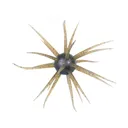 Hideup Coike Fullcast Urchin Green Pumpkin US - Hideup