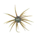Hideup Coike Fullcast Urchin Green Pumpkin Candy US - Hideup