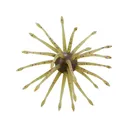 Yamamoto Uni Max 24mm Urchin Green Pumpkin Purple Copper - Yamamoto