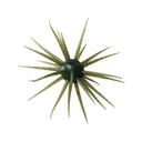 Hideup Coike Fullcast Urchin Watermelon Seed US - Hideup