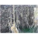 Camo Systems Ultra-Lite Blind Material 7' 3" x 19' 8" Polyester Digital Flyway Camo - Camo Systems