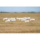 GHG Pro Grade Snow Goose Sock Decoys - Greenhead Gear
