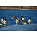 GHG Pro-Grade Honker Butt-Up Canada Goose Decoy 2PK - Avery