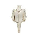 Mountain Mike's Skull Master Natural Causes Antler Mounting Kit Medium - Mountain Mike's