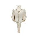 Mountain Mike's Skull Master Natural Causes Antler Mounting Kit Small - Mountain Mike's