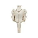 Mountain Mike's Skull Master Natural Causes Antler Mounting Kit Large - Mountain Mike's