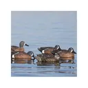 GHG Pro-Grade Blue-Winged Teal Duck Decoy 6PK - Greenhead Gear