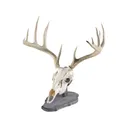 Walnut Hollow Country Rustic Pine European Mount Display - Walnut Hollow Country