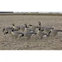 Avian X Flocked Outfitter Pack Lesser Canada Goose Decoy with Slot Bag Pack of 12 - Avian-X