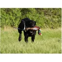 Avery EZ Bird Pheasant Dog Training Dummy - Avery Sporting Dog