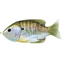 LIVETARGET Sunfish Walking 3" Topwater Natural/Olive Bluegill - Livetarget
