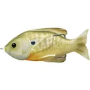 LIVETARGET Sunfish Walking 3" Topwater Natural/Green Bluegill - Livetarget