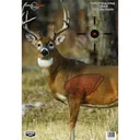 BIRCHWOOD CASEY Pregame 16.5x24in Whitetail Deer Targets, 3-Pack (35401) - Birchwood Casey