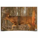 BIRCHWOOD CASEY Eze-Scorer 23x35in Whitetail Deer Target, 2-Pack (37481) - Birchwood Casey