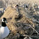 AVERY KillerWeed Golden Harvest Layout Blind Kit (47305) - Avery
