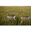 AVERY GHG Pro-Grade FFD Elite Specklebelly Floater Decoys, 4-Pack (71091) - Avery