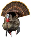 Avian-X HDR Strutter Multi Color Turkey Species - Avian-X