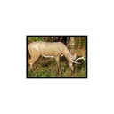 Mckenzie Deer GRAZING Med - Mckenzie