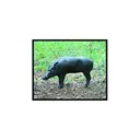 Mckenzie WILD Boar - Mckenzie
