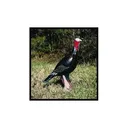 Mckenzie Turkey - Mckenzie