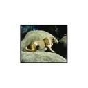 Mckenzie MountN LION - Mckenzie