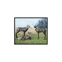 Mckenzie Deer BEDDED - Mckenzie