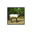 Mckenzie Elk HD 3BOXES - Mckenzie
