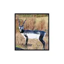 Mckenzie Black Buck - Mckenzie