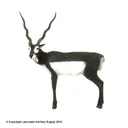 Mckenzie Black Buck MID - Mckenzie