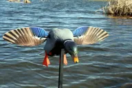 Mojo Mini Mallard Drake Multi Color Motion with Remote - MOJO Outdoors