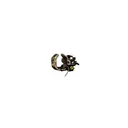 New Archery Apache D-A Rest Camo-R/H - New Archery Products
