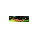 Texsport LA PAZ HAmmoCK-75-inch X40 inch - Texsport