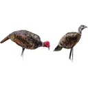 Montana Decoy Purr-Fect Pair XD3 Decoy Combo - Montana Decoy