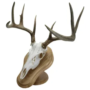 Walnut Hollow Deluxe Euro Skull Display Kit Oak 29635