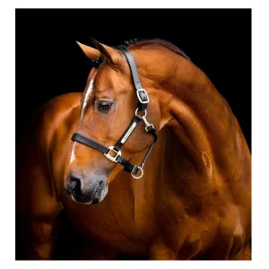 HORSEWARE IRELAND Horseware Signature Leather Headcollar (DHHLM0)