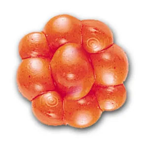 Berkley PB Egg Cluster Fluorescent Orange 25pk