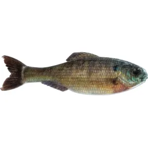 6th Sense Panorama 2.8" Jerkbait Live Bluegill