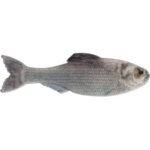 6th Sense Panorama 2" Jerkbait Live Shad