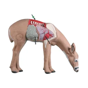 Rinehart Anatomy Deer 3D Archery Target