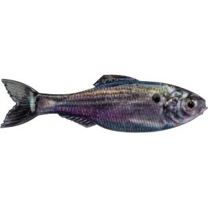6th Sense Panorama 5" Jerkbait Live Threadfin Shad
