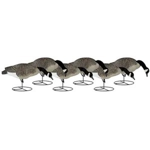 Dakota Decoy Signature Series Full Body Feeder Canada Goose Decoy 6PK