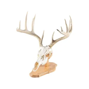 Foggy Bottom Woodworks European Mount Display Oak