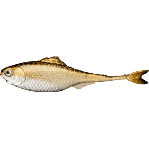 6th Sense Masterclass Fiction Shad 2.8" Swimbait Golden Shiner