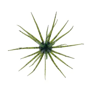 Hideup Coike 13mm Urchin Watermelon Seed