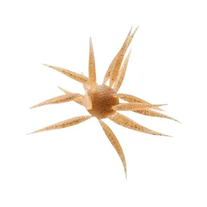 Hideup Coike Fish Elastomer Large Urchin Moebi
